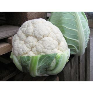 Compra COLIFLOR UTOPÍA Precisión (2.500 Semillas). en la tienda online Fito Agrícola