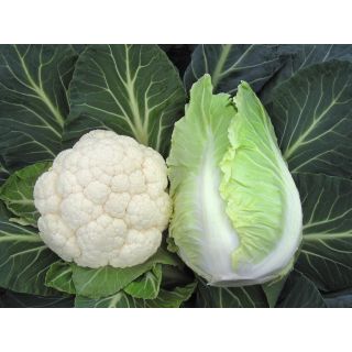 Compra COLIFLOR CRISTALLO F-1 Precisión (2.500 Semillas). en la tienda online Fito Agrícola