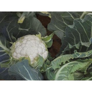 Compra COLIFLOR TELDE Precisión (2.500 Semillas). en la tienda online Fito Agrícola