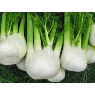 Compra HINOJO VULCAN Pildorado (10.000 Semillas) en la tienda online Fito Agrícola