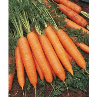 Compra ZANAHORIA BANGOR F1 ECOLÓGICA Precisión (25.000 Sem .Cal 1.8-2.0 mm.) en la tienda online Fito Agrícola