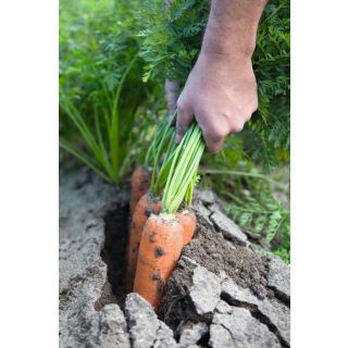 Compra ZANAHORIA NAVAL F1 ECOLÓGICA Precisión (500.000 Semillas Cal. 1.8 - 2.0 mm.) en la tienda online Fito Agrícola