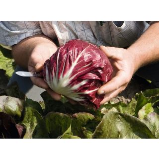 Compra ACHICORIA LEONARDO Pildorada ECOLÓGICA (10.000 semillas) en la tienda online Fito Agrícola