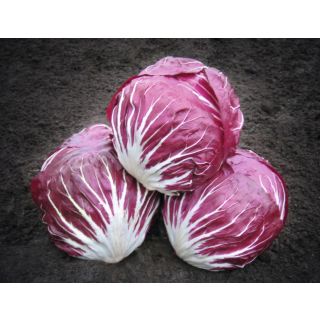 Compra ACHICORIA RUBRO ECOLÓGICA Pildorada (10.000 Semillas) en la tienda online Fito Agrícola