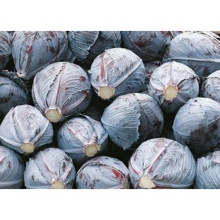 Compra COL LOMBARDA INTEGRO F-1 ECOLÓGICA Precision (1.000 Semillas). en la tienda online Fito Agrícola