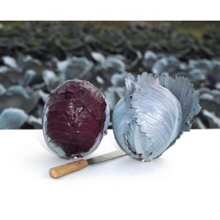 Compra COL LOMBARDA BUSCARO F-1 ECOLÓGICA Precisión (1.000 Semillas). en la tienda online Fito Agrícola