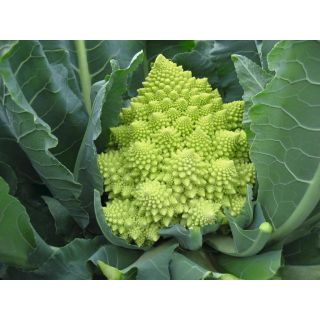 Compra ROMANESCO VERONICA F-1 ECOLÓGICO Precisión (10.000 Semillas) en la tienda online Fito Agrícola