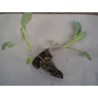 Compra COLIFLOR CASPER F-1 EPS247 en la tienda online Fito Agrícola