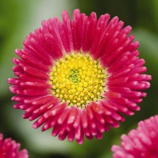 Compra BELLIS SPEEDSTAR PLUS ROJO (240 Plantas). en la tienda online Fito Agrícola