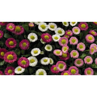 Compra BELLIS SPEEDSTAR PLUS MIX (240 Plantas). en la tienda online Fito Agrícola