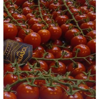Compra TOMATE JUANITA F-1 (1.000 Semillas) en la tienda online Fito Agrícola