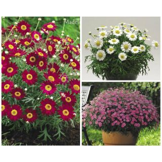 Compra ARGYRANTHEMUM MADEIRA MEZCLA (126 Plantas) en la tienda online Fito Agrícola