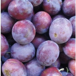 Compra CIRUELO PRESIDENT en la tienda online Fito Agrícola