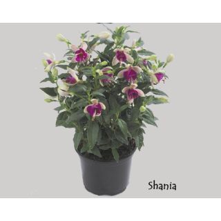 Compra FUCHSIA DIVA SHANIA (126 Plantas). en la tienda online Fito Agrícola