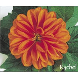 Compra DAHLIA DAHLIETTA RACHEL (84 Plantas). en la tienda online Fito Agrícola