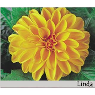 Compra DAHLIA DAHLIETTA LINDA (84 Plantas). en la tienda online Fito Agrícola