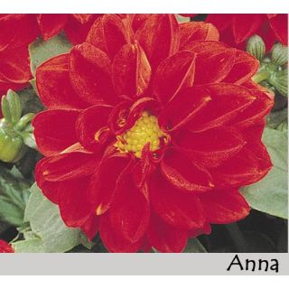 Compra DAHLIA DAHLIETTA ANNA (84 Plantas). en la tienda online Fito Agrícola