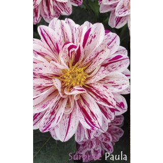Compra DAHLIA DAHLIETTA SURPRISE PAULA (84 Plantas). en la tienda online Fito Agrícola