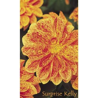 Compra DAHLIA DAHLIETTA SURPRISE KELLY (84 Plantas). en la tienda online Fito Agrícola