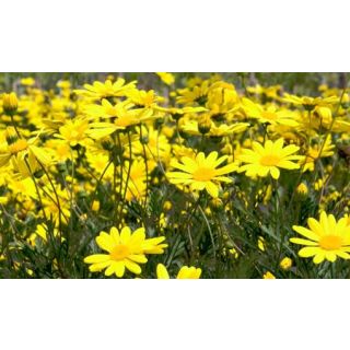 Compra EURYOPS PECTINATUS HOJA VERDE (125 Plantas). en la tienda online Fito Agrícola