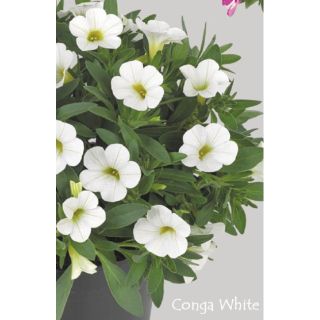 Compra CALIBRACHOA CONGA WHITE (126 Plantas). en la tienda online Fito Agrícola
