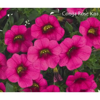 Compra CALIBRACHOA CONGA ROSE KISS (126 Plantas). en la tienda online Fito Agrícola