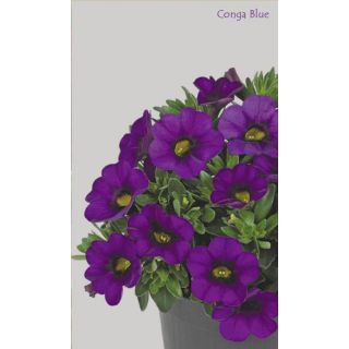 Compra CALIBRACHOA CONGA BLUE (126 Plantas). en la tienda online Fito Agrícola