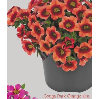 Compra CALIBRACHOA CONGA DARK ORANGE (126 Plantas). en la tienda online Fito Agrícola