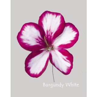 Compra GERANIO PELTATUM VILLETTA BURGUNDY WHITE (126 Plantas). en la tienda online Fito Agrícola