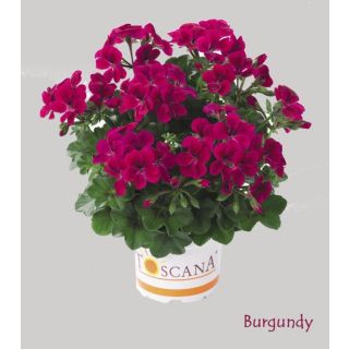 Compra GERANIO PELTATUM VILLETTA BURGUNDY (126 Plantas). en la tienda online Fito Agrícola