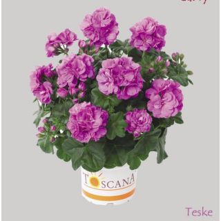 Compra GERANIO PELTATUM TOSCANA MEDIO LAVENDER (TESKE) (125 Plantas). en la tienda online Fito Agrícola