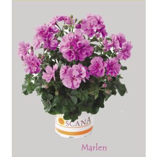 Compra GERANIO PELTATUM TOSCANA PRIMO AMETHYST (MARLEN) (126 Plantas). en la tienda online Fito Agrícola