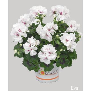 Compra GERANIO PELTATUM TOSCANA SUNFAIR WHITE (EVA) (126 Plantas). en la tienda online Fito Agrícola