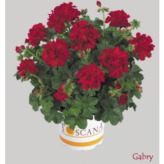 Compra GERANIO PELTATUM TOSCANA MEDIO RED (GABRY) (126 Plantas). en la tienda online Fito Agrícola