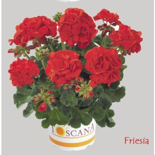 Compra GERANIO ZONALE TOSCANA ECO SCARLET (FRIESIA) HV (126 Plantas). en la tienda online Fito Agrícola