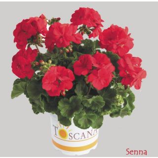 Compra GERANIO ZONALE TOSCANA SMART RED (SENNA) HV (125 Plantas). en la tienda online Fito Agrícola