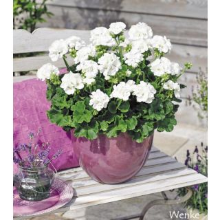 Compra GERANIO ZONALE TOSCANA SMART WHITE (WENKE) HV (126 Plantas). en la tienda online Fito Agrícola