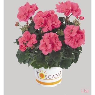 Compra GERANIO ZONALE TOSCANA DOLCE VITA HOT CORAL (LISA) HN (125Plantas) en la tienda online Fito Agrícola
