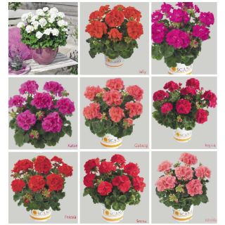 Compra GERANIO ZONALE TOSCANA MIX HV (126 Plantas). en la tienda online Fito Agrícola
