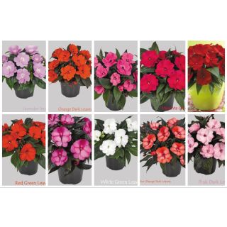 Compra IMPATIENS DE NUEVA GUINEA MIX (84 Plantas). en la tienda online Fito Agrícola