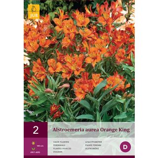 Compra ALSTROEMERIA AUREA ORANGE KING en la tienda online Fito Agrícola