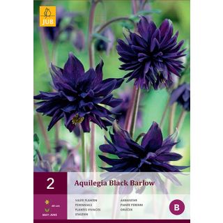 Compra AQUILEGIA BLACK BARLOW en la tienda online Fito Agrícola