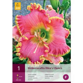 Compra HEMEROCALLIS DIVAS CHOICE en la tienda online Fito Agrícola