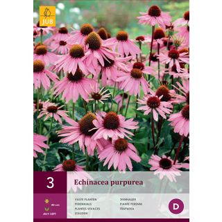Compra ECHINACEA PURPUREA en la tienda online Fito Agrícola
