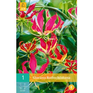 Compra GLORIOSA ROTHSCHILDIANA en la tienda online Fito Agrícola