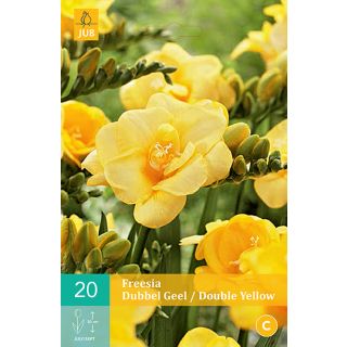 Compra FREESIA DOBLE YELLOW en la tienda online Fito Agrícola