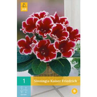 Compra GLOXINIA KAISER FRIEDRICH en la tienda online Fito Agrícola