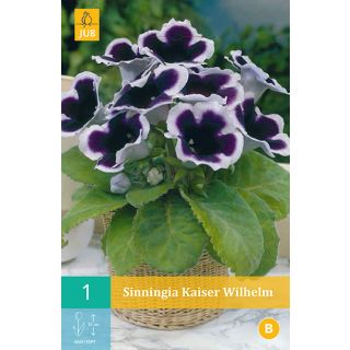 Compra GLOXINIA KAISER WILHELM en la tienda online Fito Agrícola