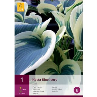 Compra HOSTA BLUE IVORY en la tienda online Fito Agrícola
