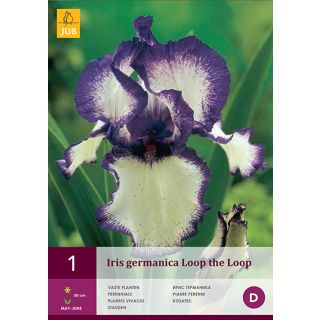 Compra IRIS GERMANICA LOOP THE LOOP en la tienda online Fito Agrícola